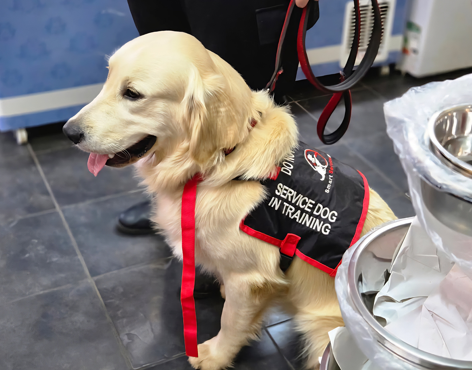 Buddy, eager to get home